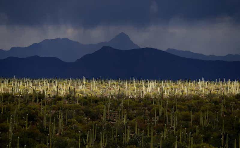 The sun rises in the Sonoran Desert over an abundance of cacti. The Palmetto team would often start their data collection hours before sunrise to avoid the extreme desert heat.
