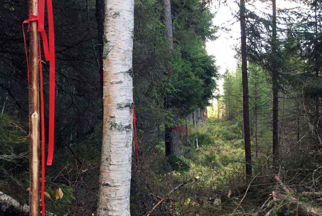 MittNorr marks verified boundaries with ribbons. Later on, contractors clear the land and mark the boundaries permanently.