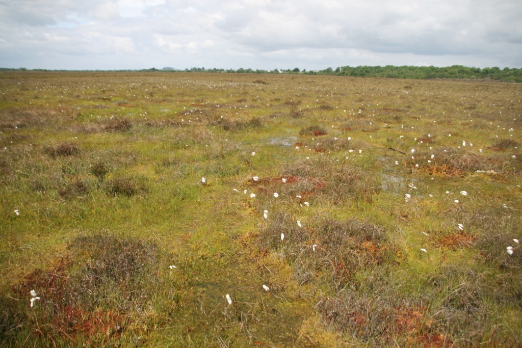 Affordable High-Accuracy Receivers: eos typical vegetation ireland