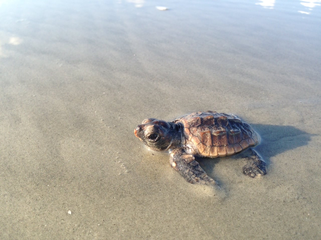 Sea Turtle Patrol Hilton Head Island - Endangered Sea Turtle Hatchling