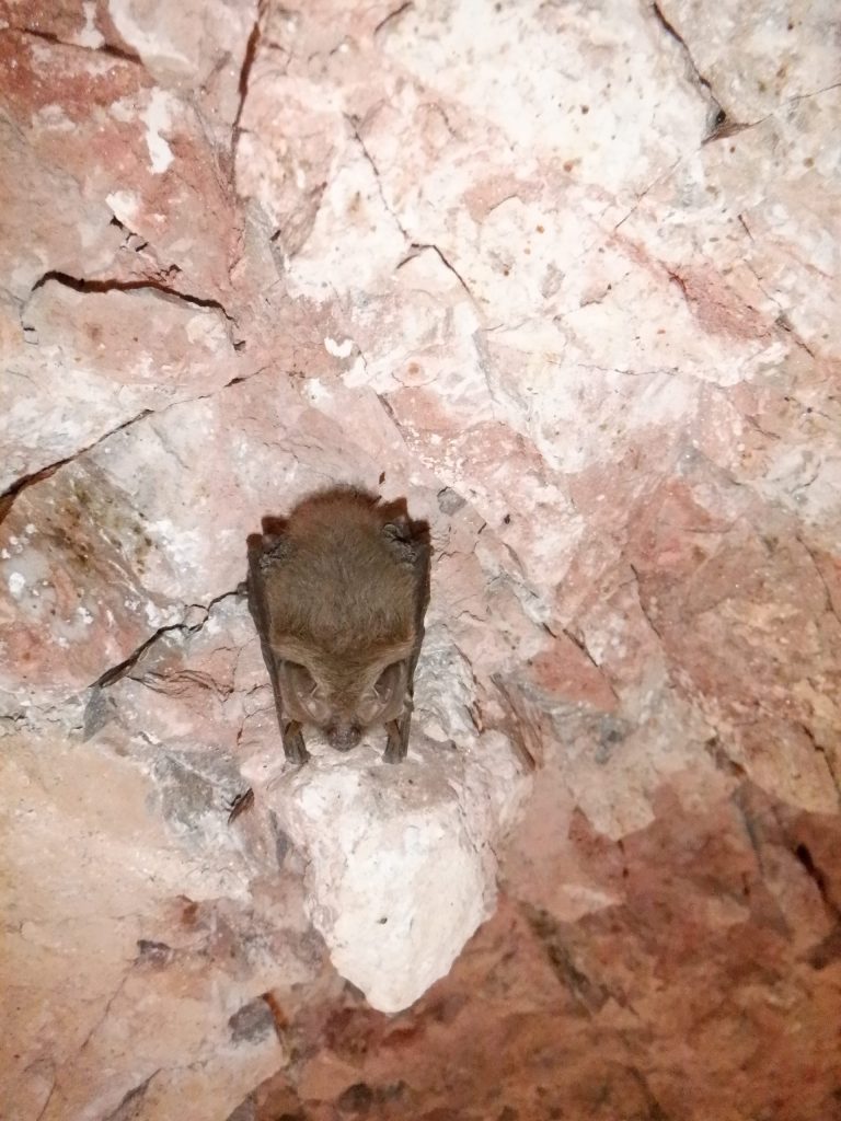 Bat Conservation International Uses Arrow GNSS - Bat in Cave (Photo Credit Ethan Sandoval)