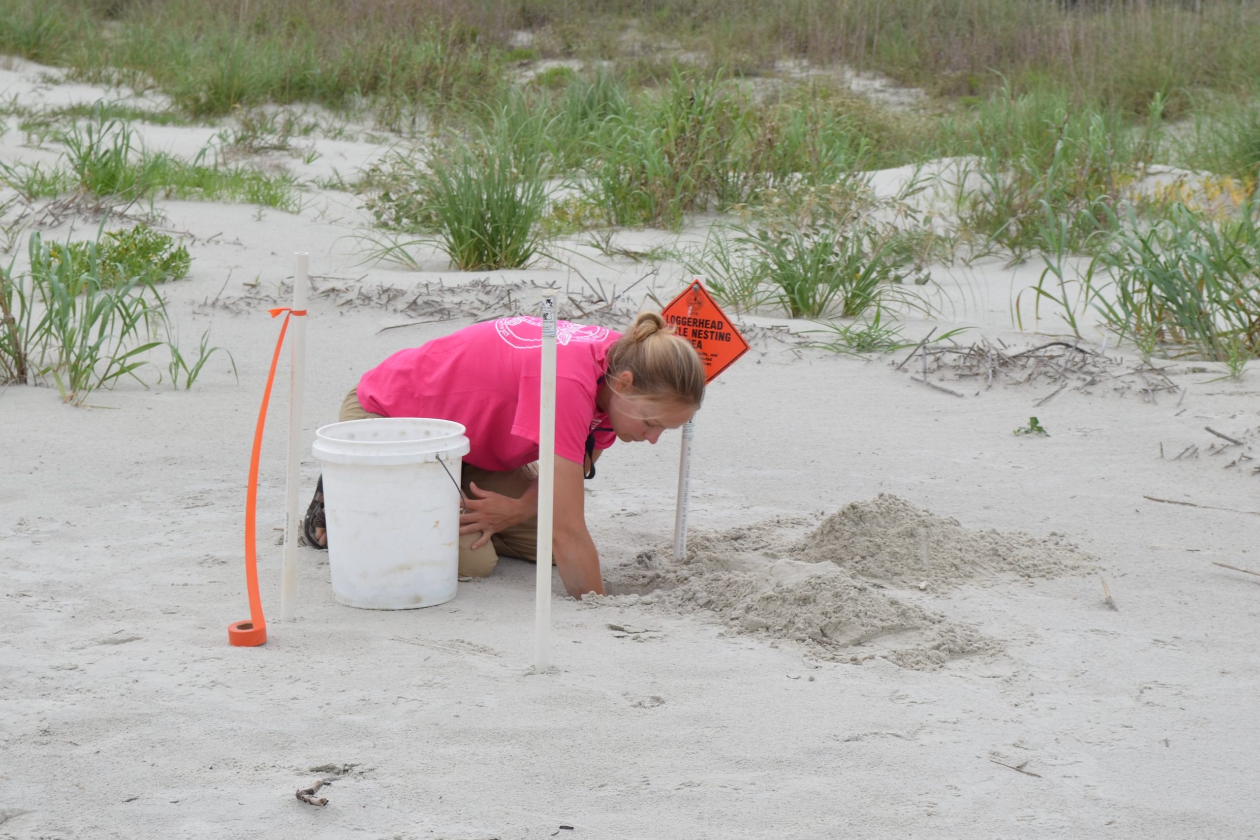 Customer Spotlight Amber Kuehn at Endangered Sea Turtle Nest