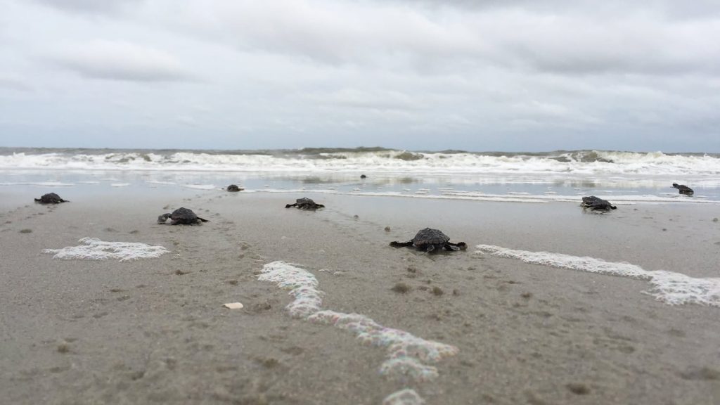 Sea Turtle Patrol Hilton Head Island - Sea Turtle Hatchlings on Beach