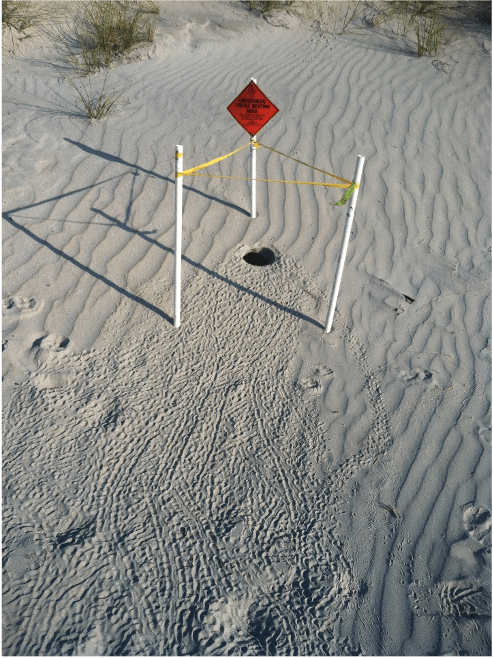 Sea Turtle Patrol Hilton Head Island - Sea Turtle Nest Markers
