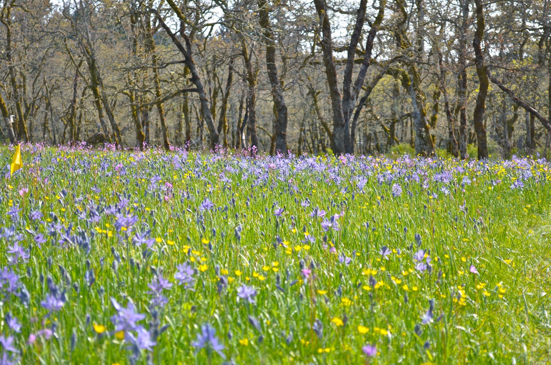 The Nature Conservancy of Canada Cowichan Garry Oak Preserve flora