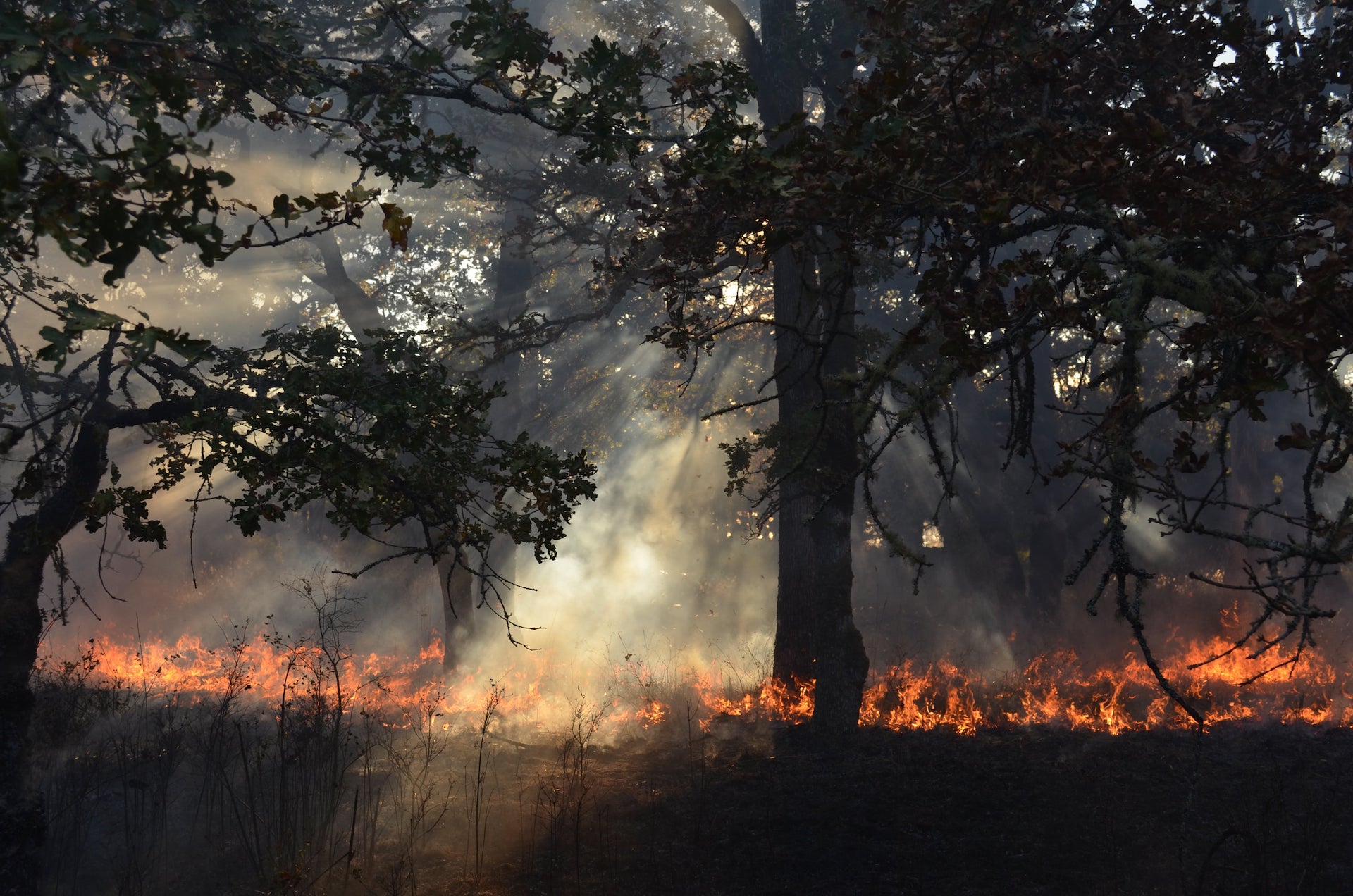 The Nature Conservancy of Canada - Fire during British Columbia Wildfire Service controlled burns