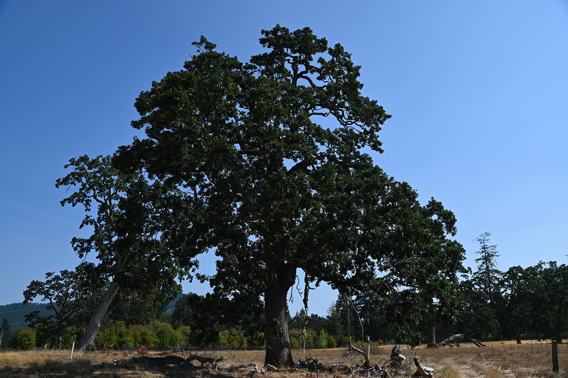The Nature Conservancy of Canada - Garry Oak Tree on Cowichan