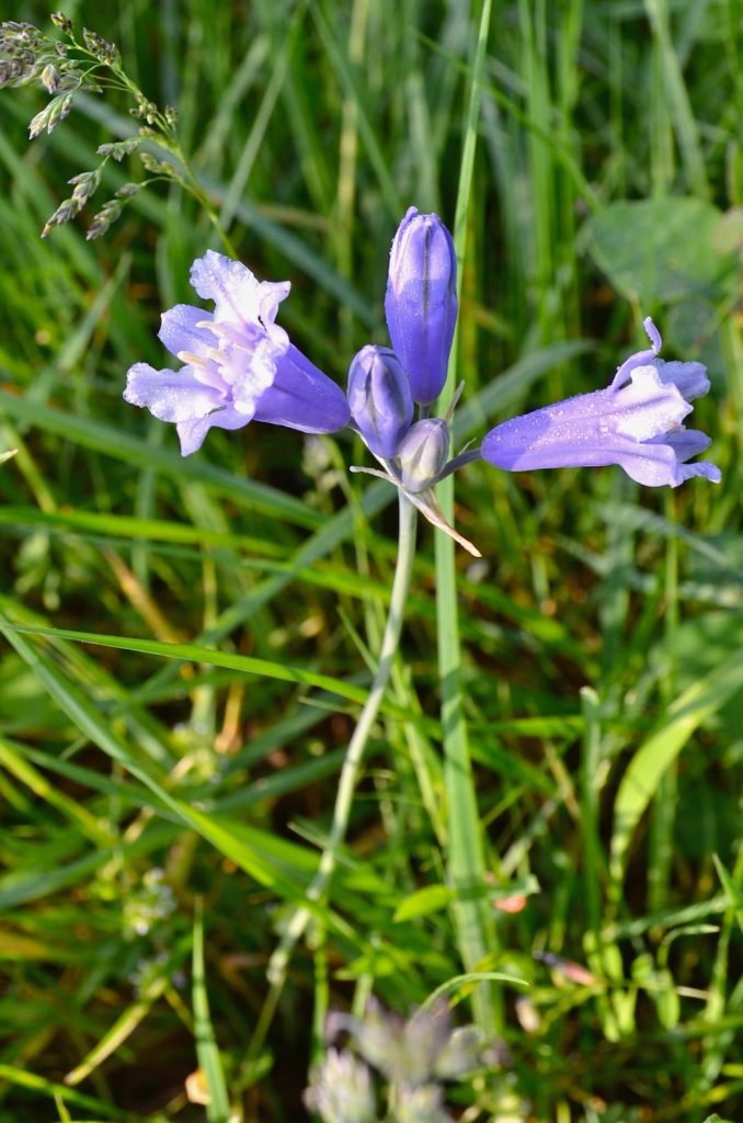 The Nature Conservancy of Canada - Howell's triteleia flower in Garry oak preserve