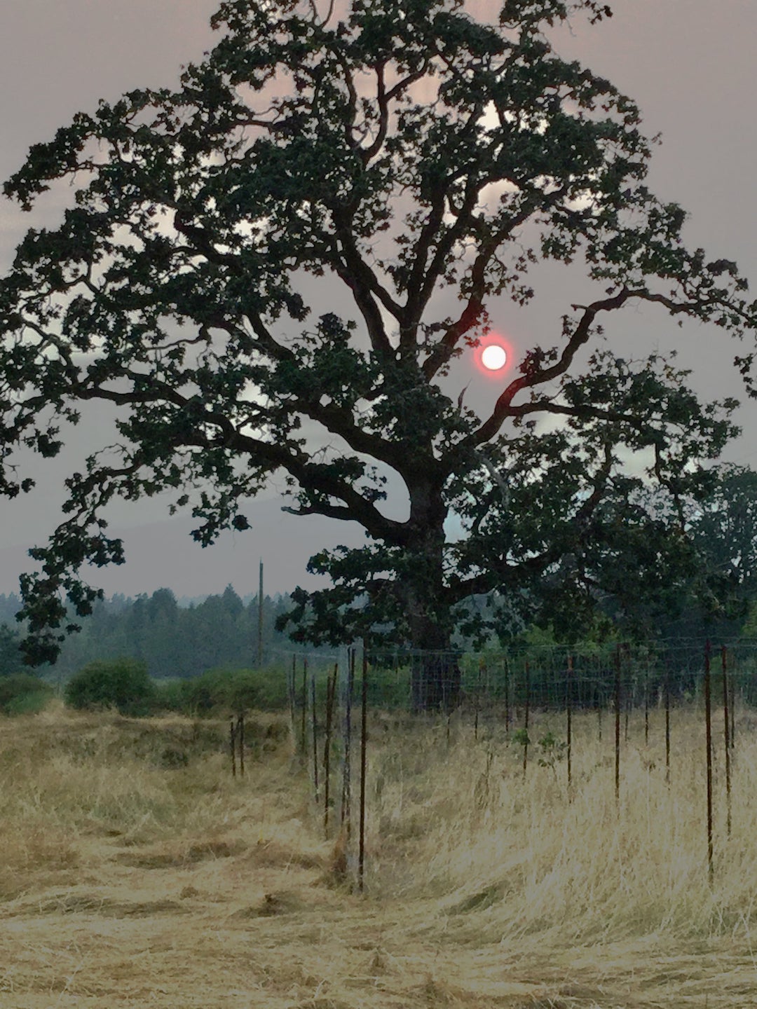 The Nature Conservancy of Canada Sunset in a Garry oak preserve Canada with research plots