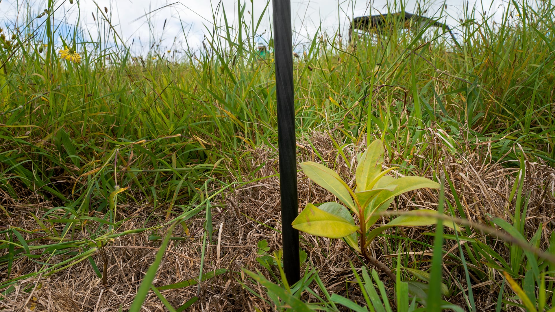 Plant Being Mapped with Eos Arrow 100+ on a Rangepole with ArcGIS Field Maps