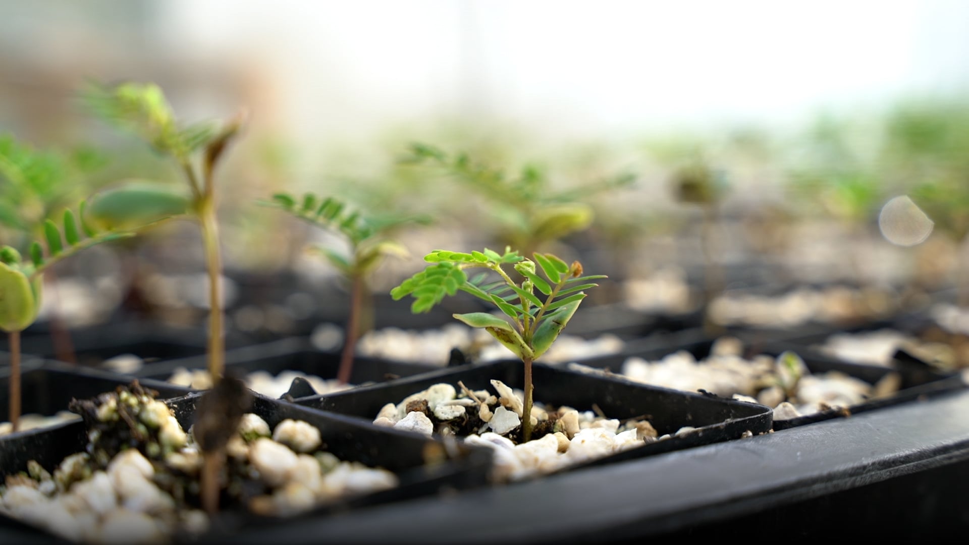 Seedling at Terraformation Seed Bank