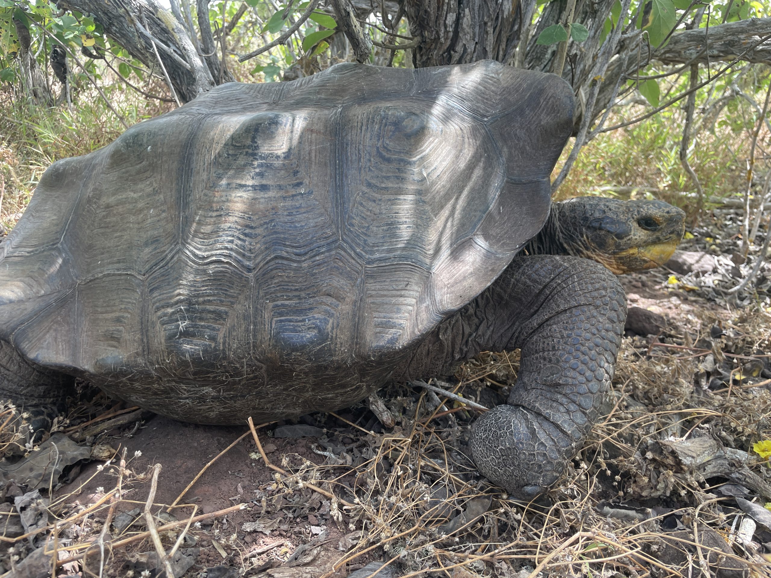 Española Island tortoise (Chelonoidis hoodensis), Santa Fe Island