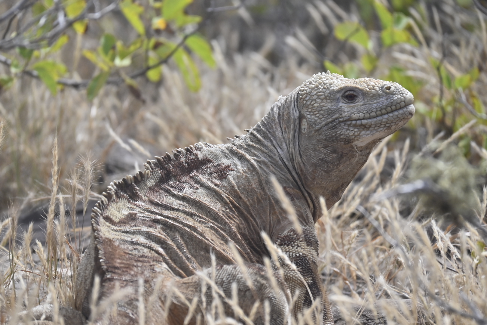 Santa Fe Land Iguana (Conolophus pallidus), Sante Fe Island, Galápagos archipelago