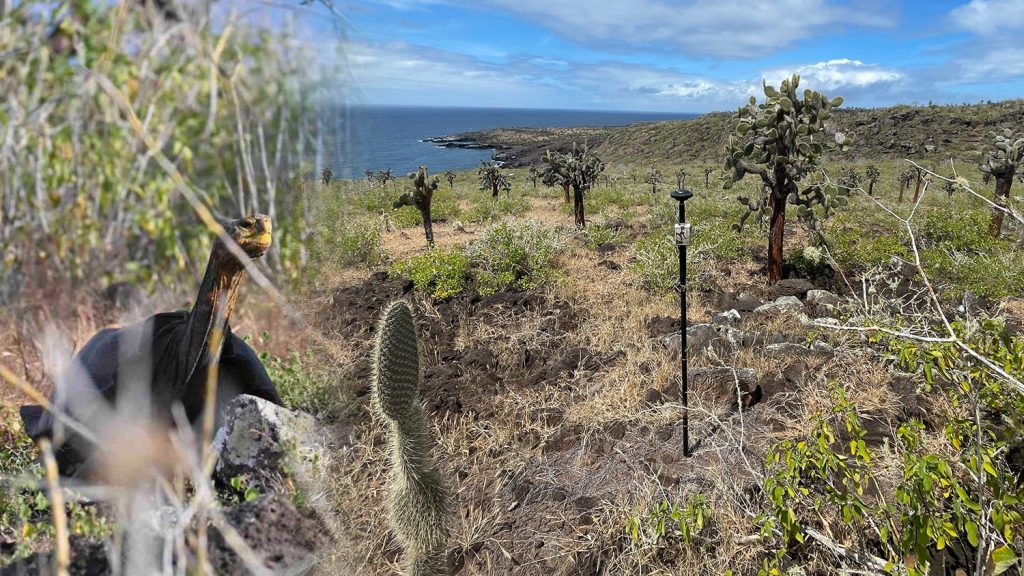 Using Eos GNSS and Galileo HAS in the Galápagos to analyze the impact of new species on Santa Fe Island
