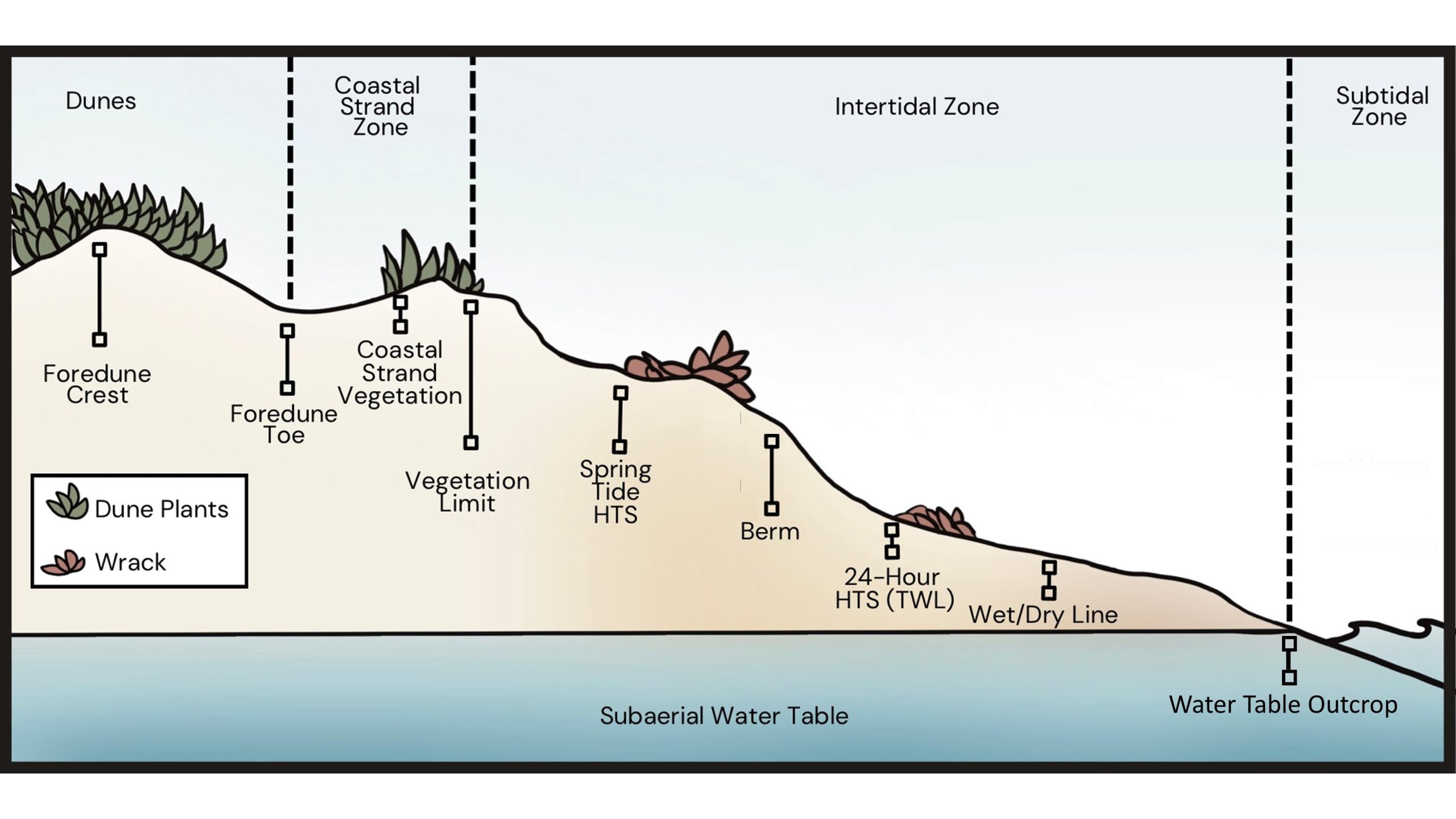 Conceptual figure of geomorphic and ecological features for sea level rise study at California beach and dune sites
