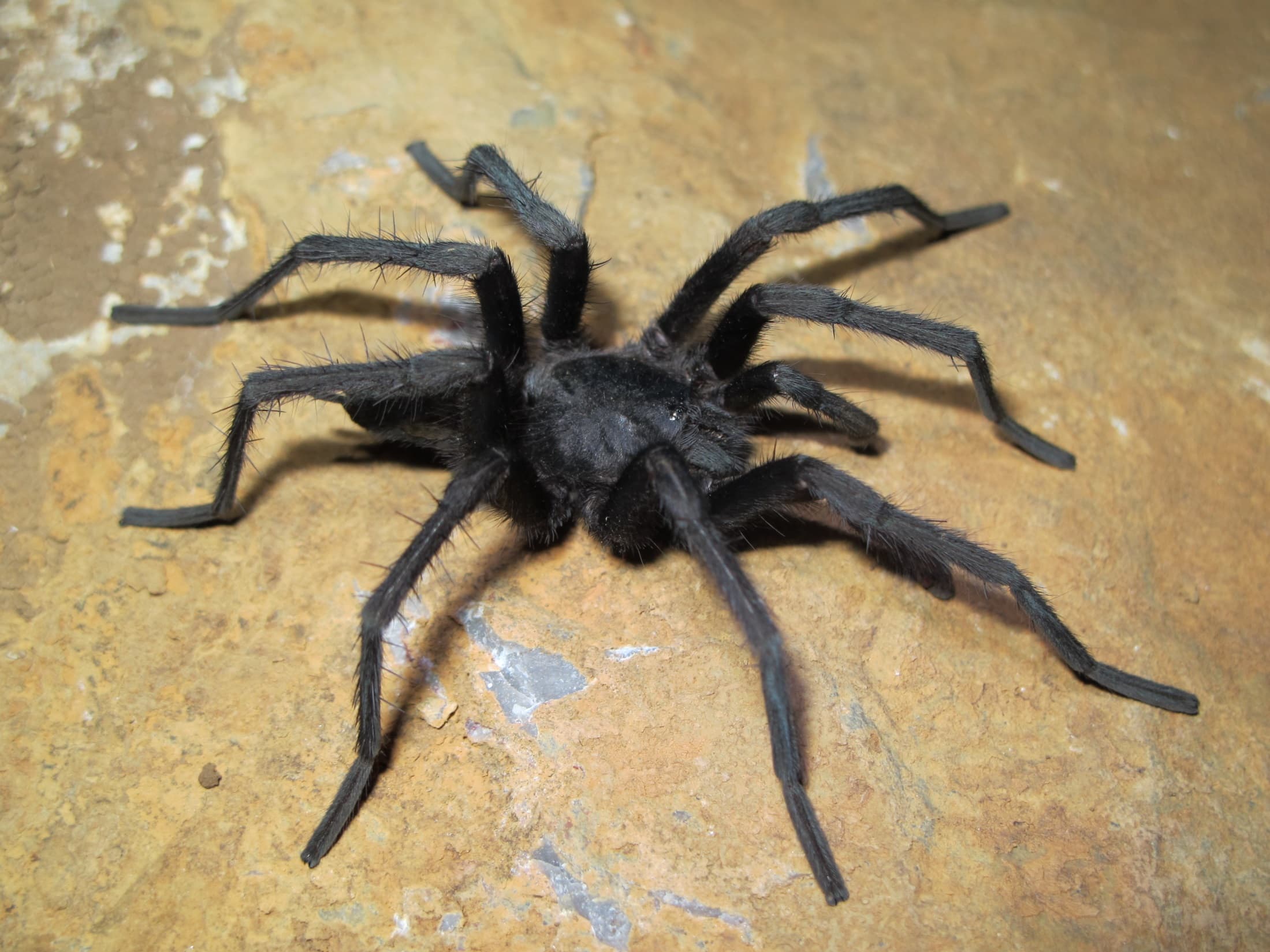 Seen here is the Hemirrhagus Billsteelei, new species of tarantula in the Sistema Huautla cave system in Mexico that was named after PESH co-founder Bill Steele.