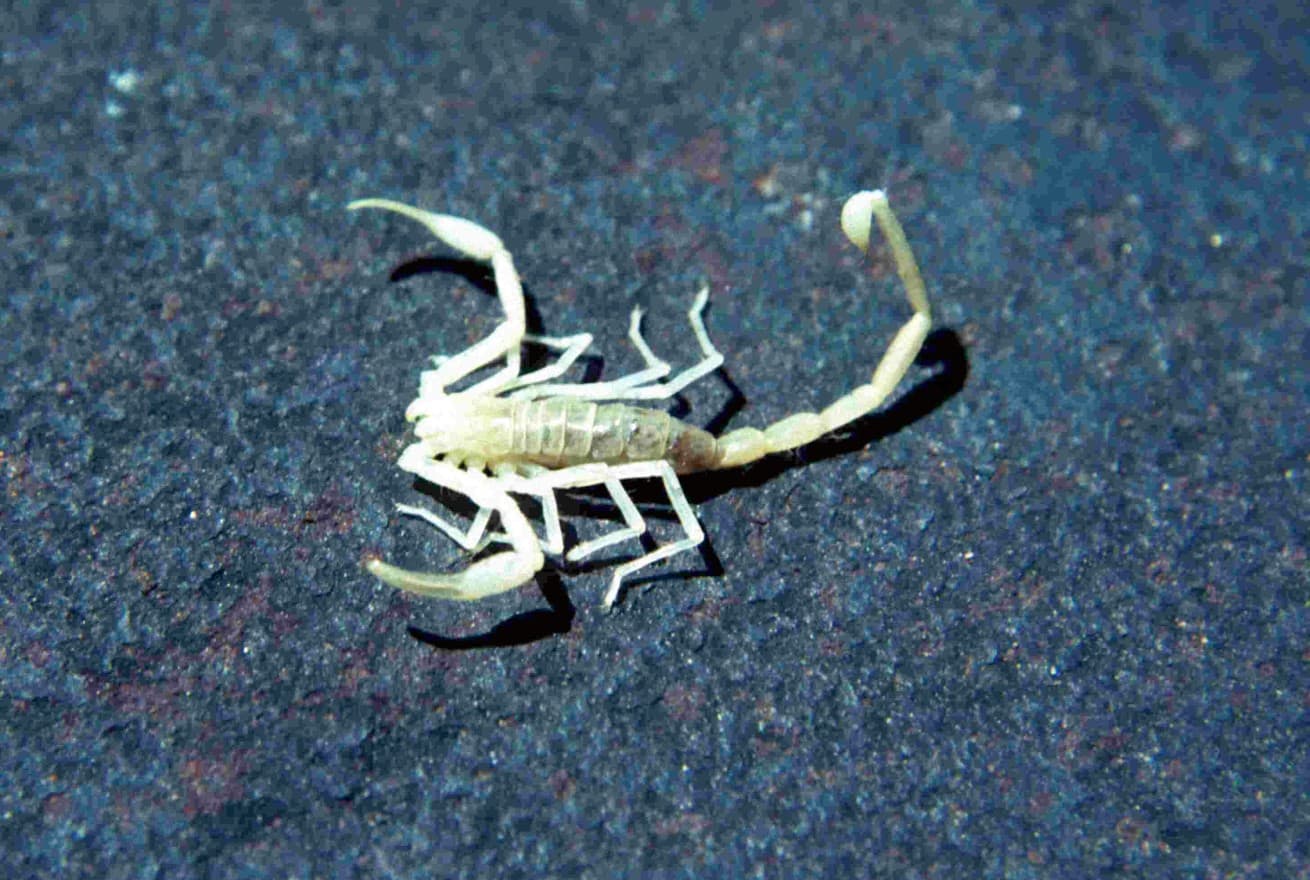 An adapted, aquatic white scorpion species lives deep within the Sistema Huautla cave system in Mexico