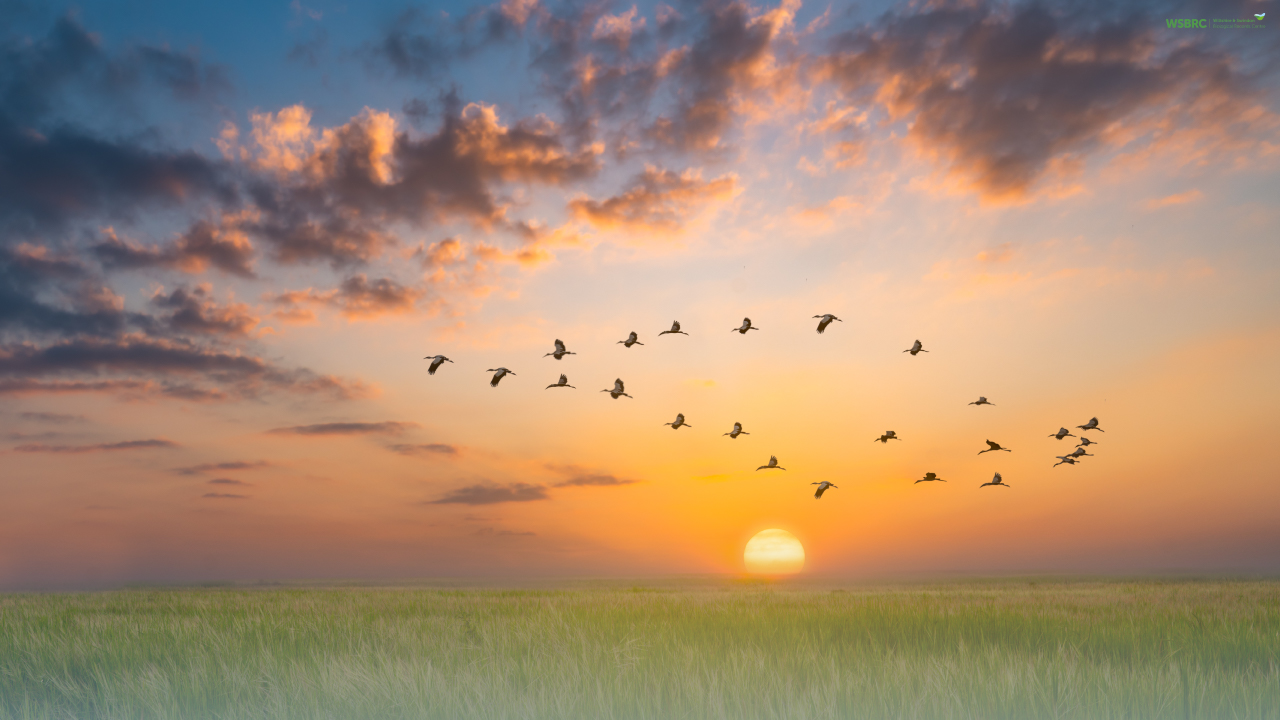 Wiltshire & Swindon Biological Records Centre Website Feature image with birds leaving a field at sunrise sunset