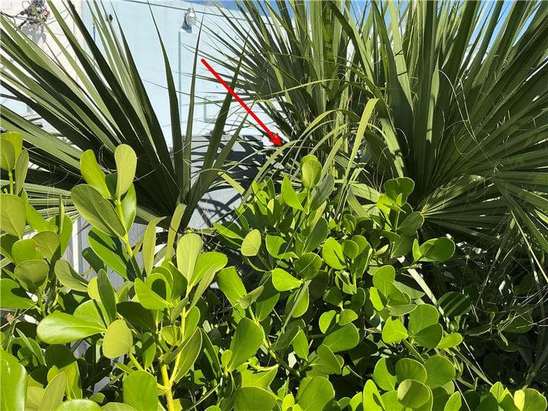 LCEC - METER in Ruff4 Arrow With the Skadi Smart Handle and Skadi 300 connected to the FDOT RTK network, LCEC can GPS this meter without having to enter the landscaping.